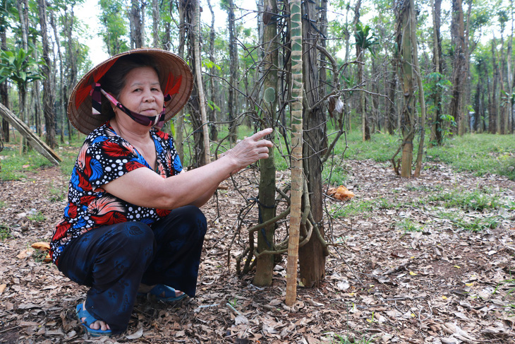 Tiêu rớt giá, nông dân thủ phủ Bình Phước lao đao - Ảnh 1.