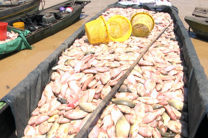 Dân nuôi cá trên sông La Ngà mất hơn 330 tấn - Ảnh 1.