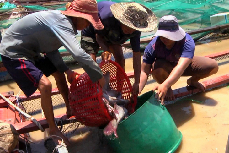 Dân nuôi cá trên sông La Ngà mất hơn 330 tấn - Ảnh 3.