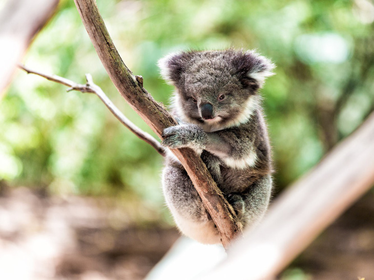 Mất rừng, gấu Koala sát bờ vực tuyệt chủng - Ảnh 1.