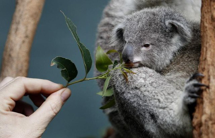 Mất rừng, gấu Koala sát bờ vực tuyệt chủng - Ảnh 3.