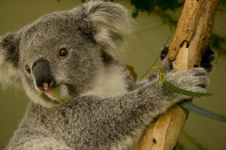 Mất rừng, gấu Koala sát bờ vực tuyệt chủng - Ảnh 4.
