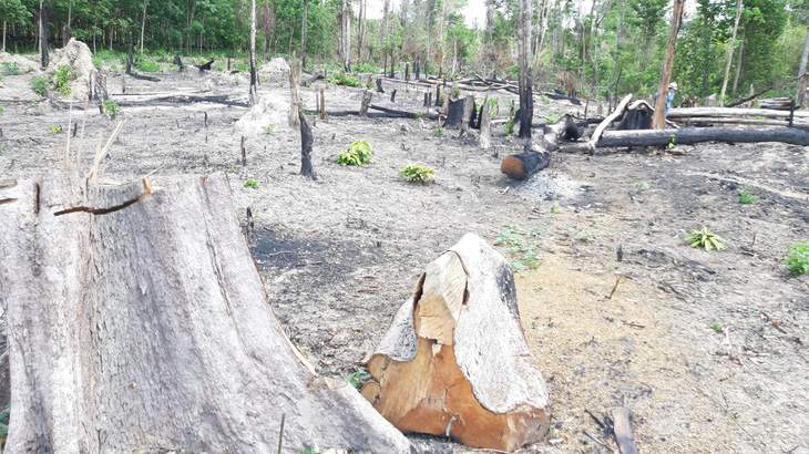 5 năm, Gia Lai mất trên 7.700 ha rừng tự nhiên - Ảnh 1.