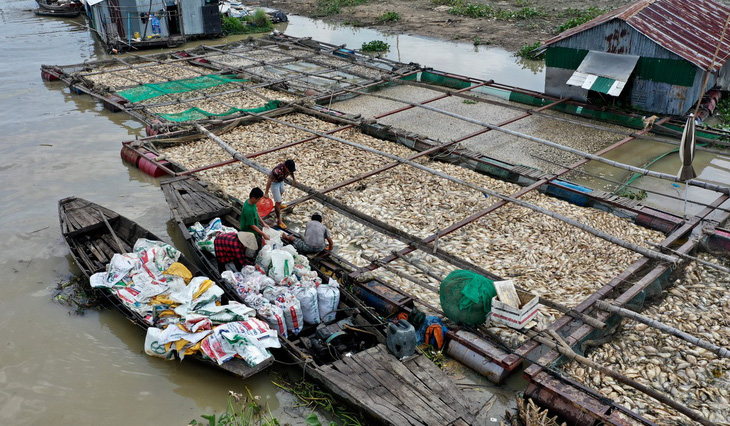 Ngư dân làng bè La Ngà thất thần bán tháo cả ngàn tấn cá lăng, leo... 2.000 đồng/kg - Ảnh 1.