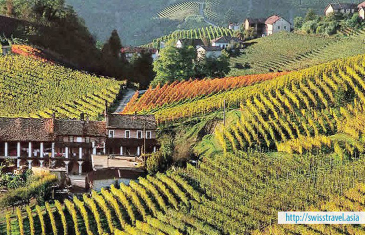 Du lịch Thụy Sĩ, Ý - tour văn hóa và đặc sản ẩm thực - Ảnh 5.