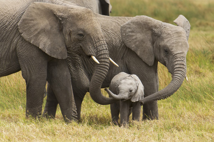Cho săn lại, 130.000 voi ở Botswana vào tầm súng bắn giết - Ảnh 1.