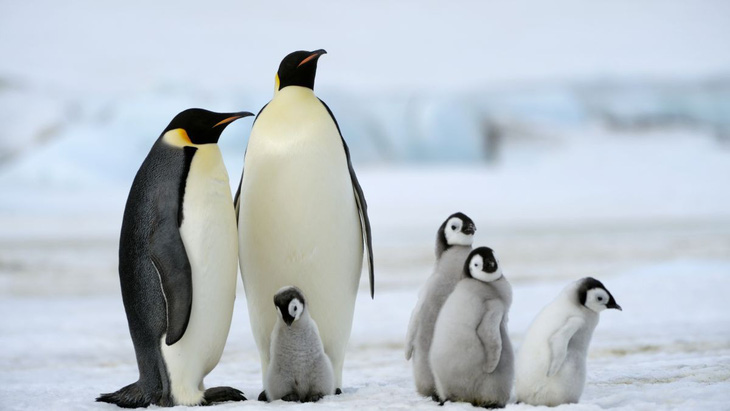 Chim cánh cụt hoàng đế cũng sắp bị tuyệt chủng - Ảnh 1.