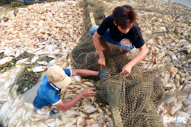 450 triệu đồng quy hoạch lại vùng nuôi cá bè trên hồ Trị An - Ảnh 2.