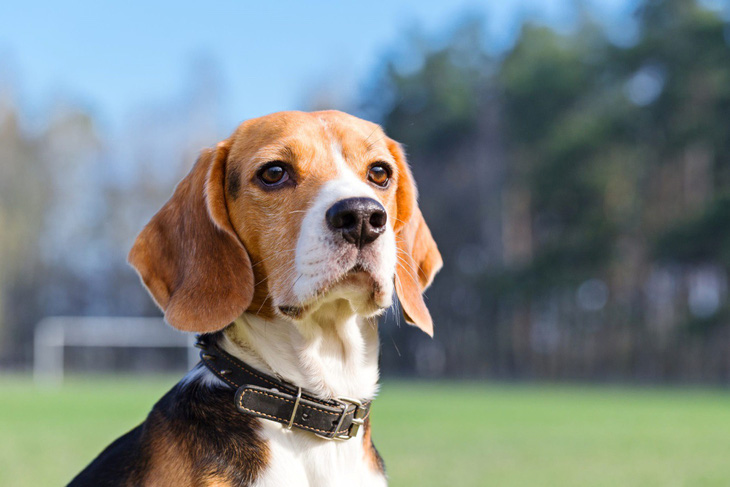 Chó có thể phát hiện ung thư phổi với độ chính xác lên tới 97% - Ảnh 1.