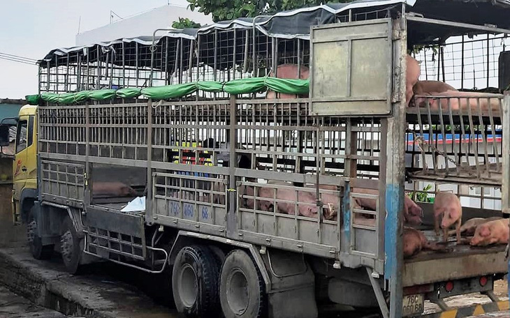 Heo nhiễm dịch tả châu Phi vẫn chở đem bán ở nhiều nơi tại Quảng Nam