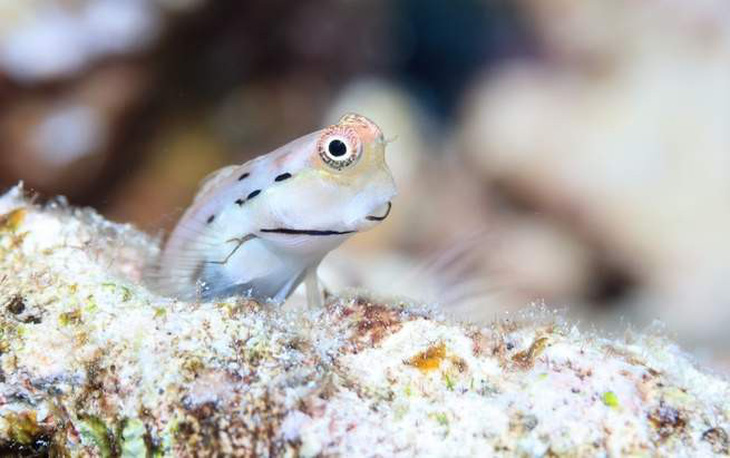 Loài cá nhỏ nhất thế giới ‘cứu’ những dải san hô - Ảnh 3.