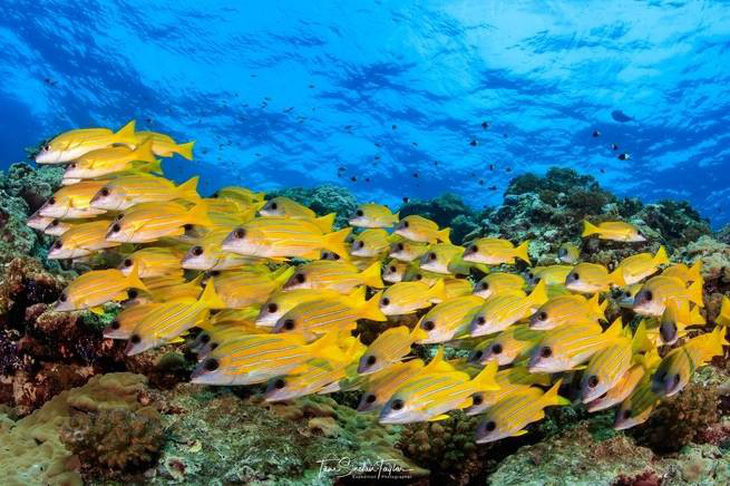 Loài cá nhỏ nhất thế giới ‘cứu’ những dải san hô - Ảnh 1.