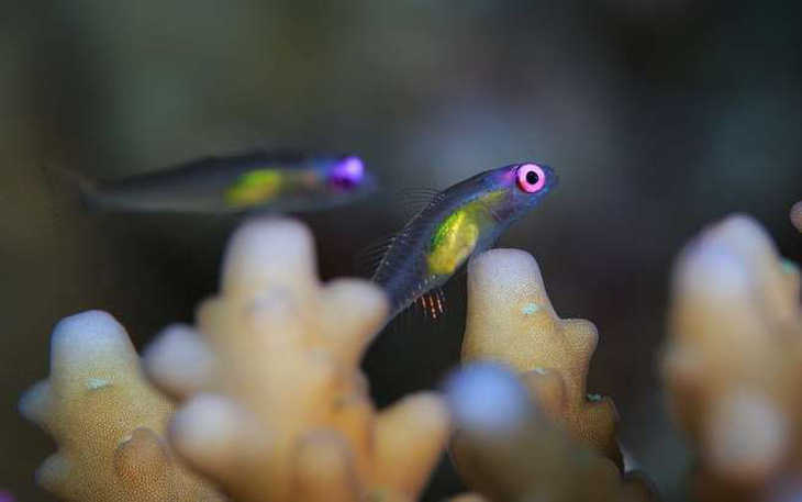 Loài cá nhỏ nhất thế giới ‘cứu’ những dải san hô - Ảnh 2.