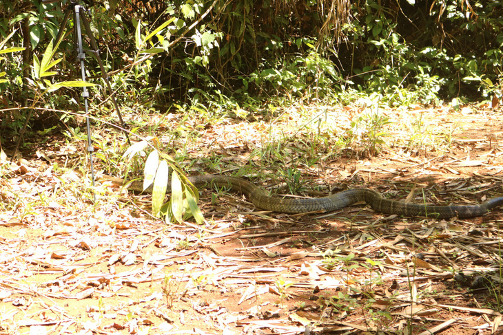 Cặp rắn hổ mây ‘khủng’ đã về rừng Đồng Nai - Ảnh 3.