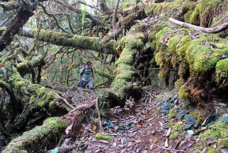 Khám phá rừng đỗ quyên - Kỳ 1: Hành trình 10 tiếng leo núi - Ảnh 4.