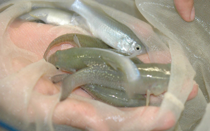 Phát hiện loài cá sống được trong nước ô nhiễm 1.000 lần