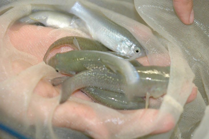 Phát hiện loài cá sống được trong nước ô nhiễm 1.000 lần - Ảnh 3.