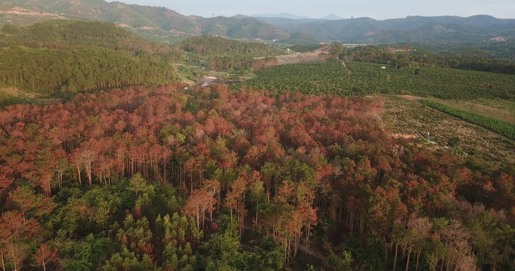 Hơn 3.500 cây thông trưởng thành ở Lâm Đồng bị hạ độc - Ảnh 1.