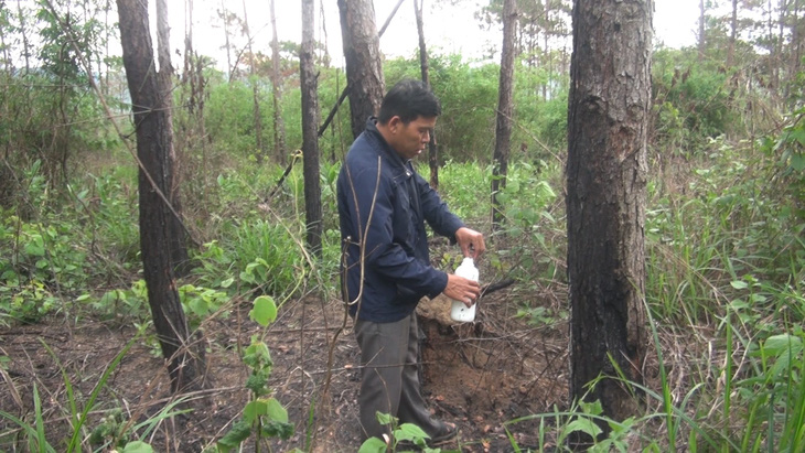 Hơn 3.500 cây thông trưởng thành ở Lâm Đồng bị hạ độc - Ảnh 2.