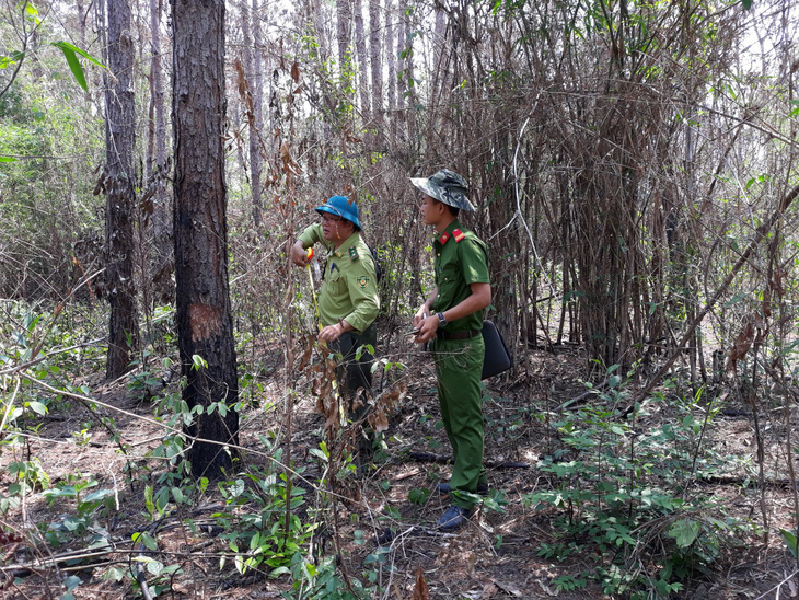 Hơn 3.500 cây thông trưởng thành ở Lâm Đồng bị hạ độc - Ảnh 3.