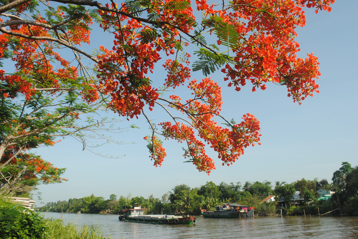 Ngỡ ngàng đường phượng bay dài 4 cây số ở Lấp Vò - Ảnh 4.