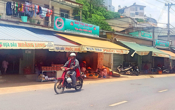 Đà Lạt mạnh tay trị cò đặc sản - Ảnh 3.