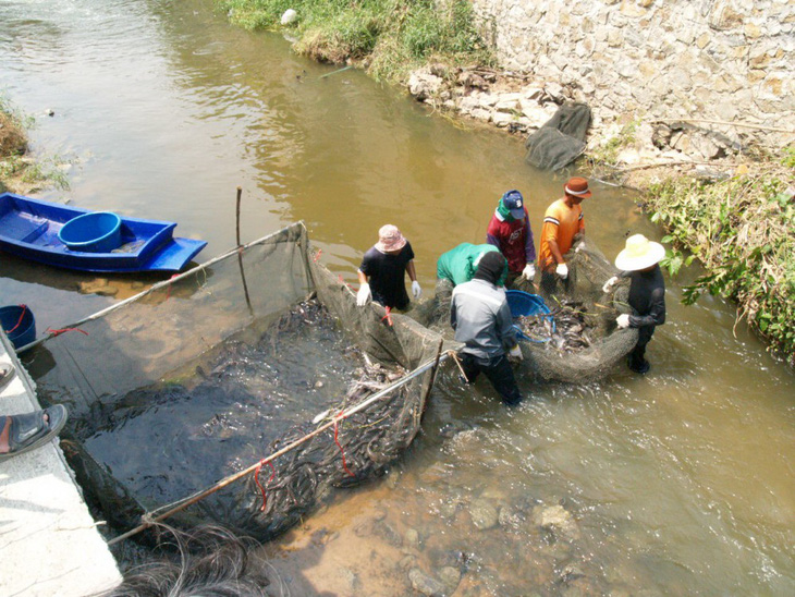 Cá lau kính tràn ngập, Thái Lan mời đầu bếp chỉ dân cách ăn - Ảnh 1.