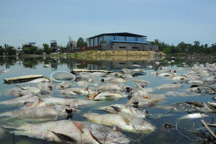 Cá chết trắng hồ ở Khu kinh tế Dung Quất - Ảnh 2.