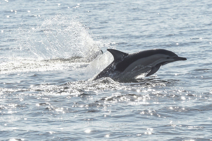 Canada cấm đánh bắt và nuôi nhốt cá voi, cá heo phục vụ giải trí - Ảnh 1.