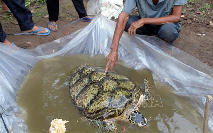 Bất ngờ bắt được rùa biển 34kg trên sông miền Tây