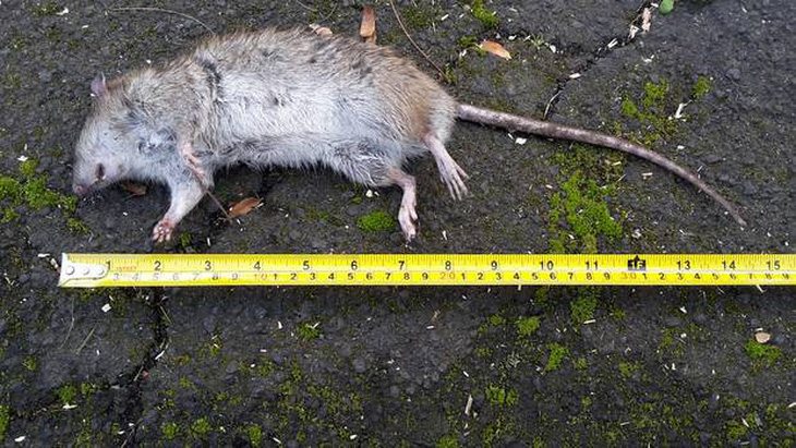 Chuột to khủng chạy đầy đường trong thị trấn ở New Zealand - Ảnh 1.