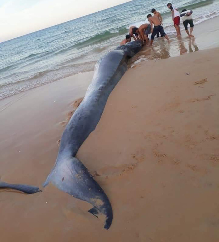 Xác cá voi nặng hơn 2 tấn dạt vào bờ biển Khánh Hòa - Ảnh 1.