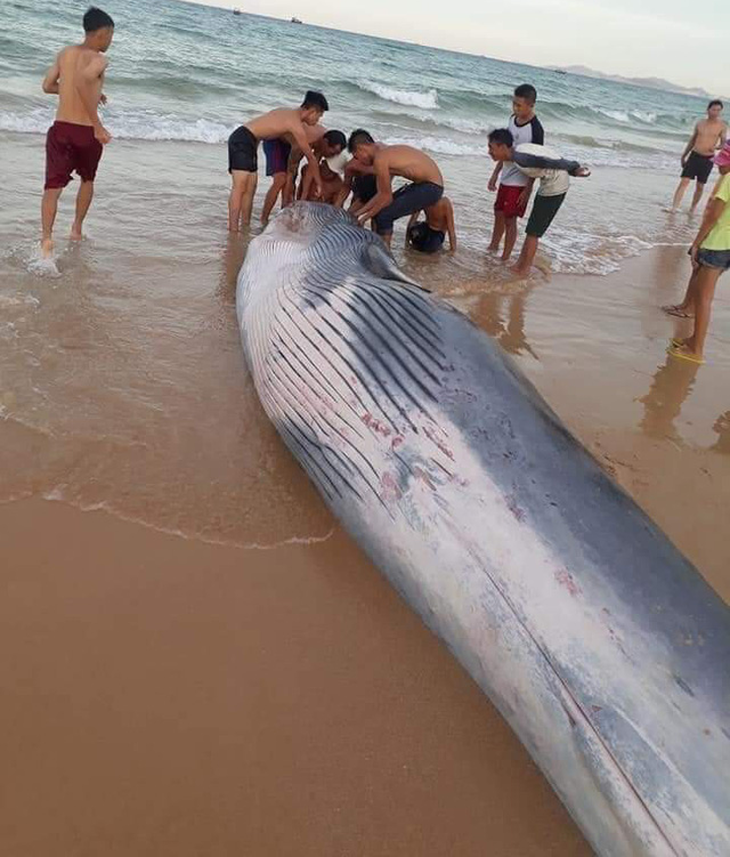 Xác cá voi nặng hơn 2 tấn dạt vào bờ biển Khánh Hòa - Ảnh 2.