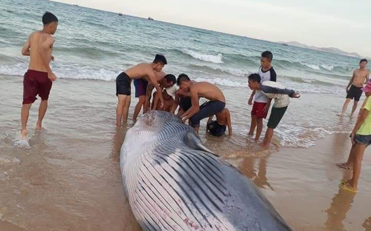 Xác cá voi nặng hơn 2 tấn dạt vào bờ biển Khánh Hòa