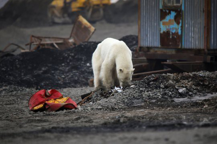 Đói lả và kiệt sức, gấu Bắc cực lê bước trên đường phố tìm thức ăn - Ảnh 5.