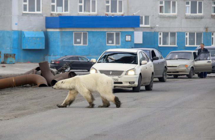 Đói lả và kiệt sức, gấu Bắc cực lê bước trên đường phố tìm thức ăn - Ảnh 2.