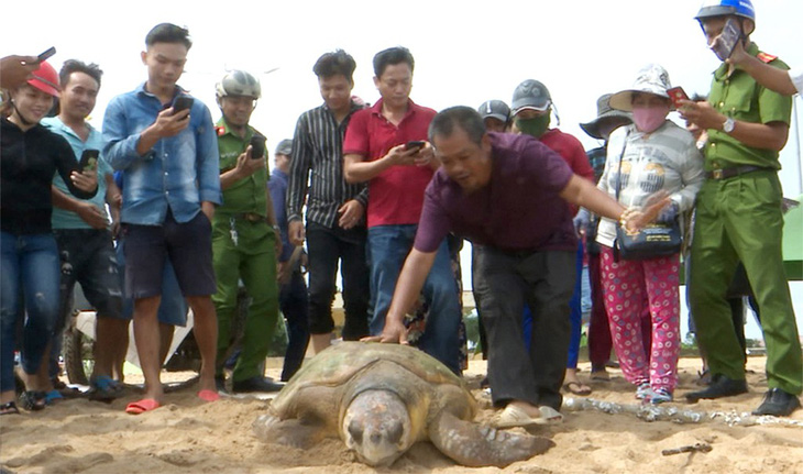 Ông Lại thả rùa về biển - Ảnh 2.