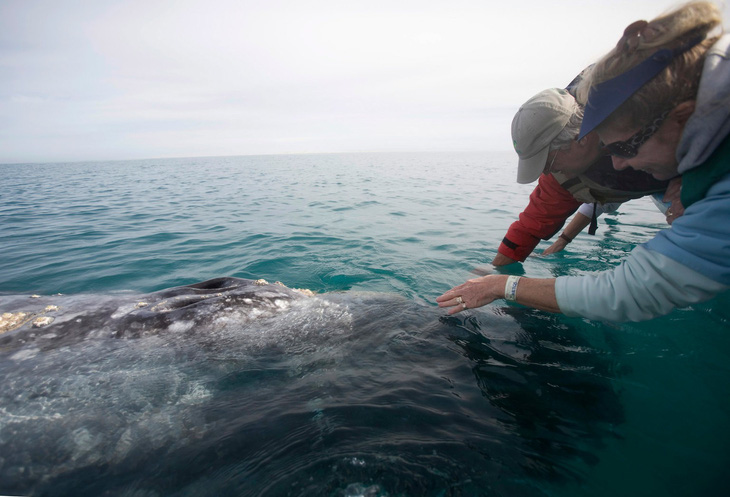 Lần đầu ghi được âm thanh của loài cá voi hiếm nhất thế giới - Ảnh 2.