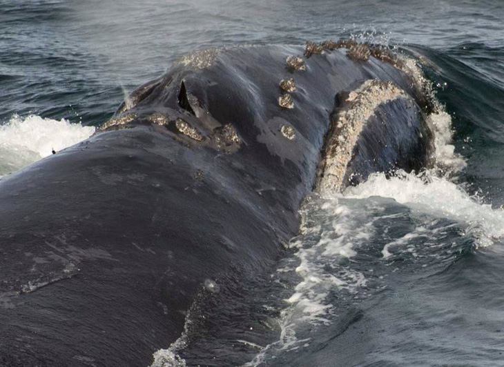 Lần đầu ghi được âm thanh của loài cá voi hiếm nhất thế giới - Ảnh 3.