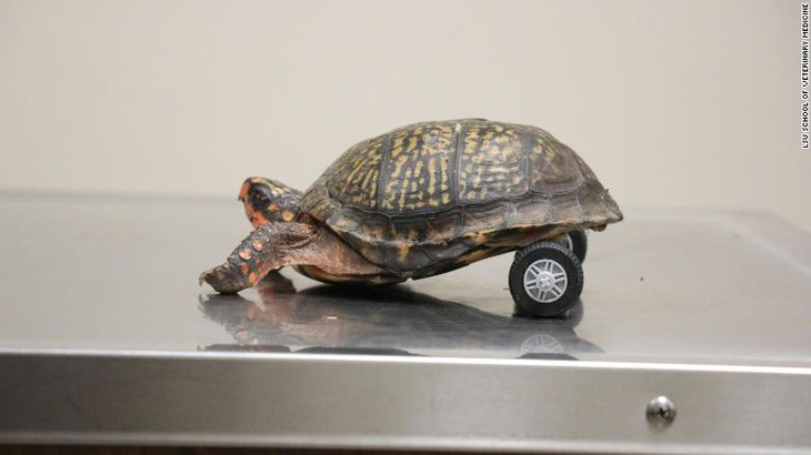 Bánh xe lăn sáng tạo cứu chú rùa khuyết tật - Ảnh 3.