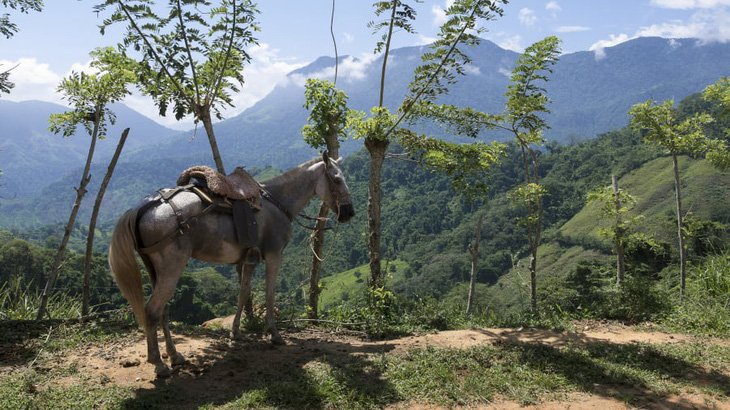 Ciudad Perdida - thành phố cổ còn già đời hơn Machu Picchu - Ảnh 3.