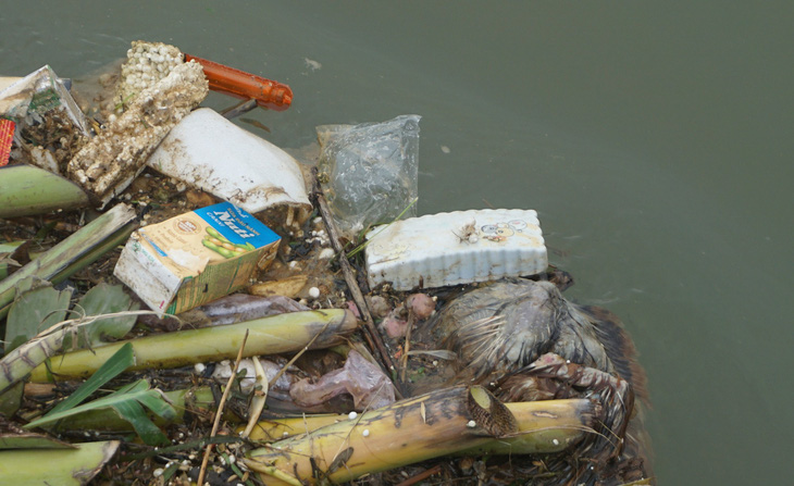 Ớn lạnh với xác heo chết, rác thải trên nguồn nước cấp cho TP Thanh Hóa - Ảnh 3.
