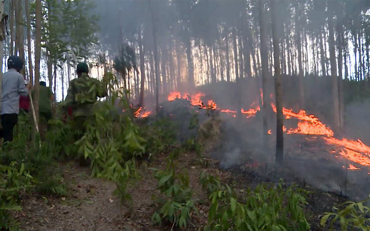 Hàng trăm hecta rừng trồng cháy ngùn ngụt cả ngày
