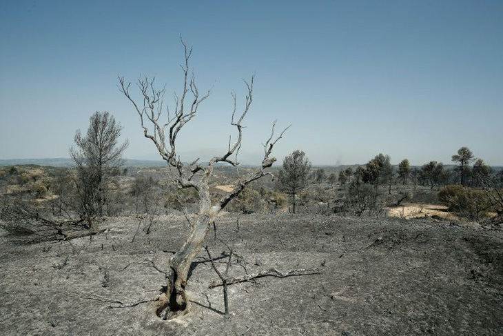 Nắng nóng ở châu Âu: Hơn 5.500ha rừng ở Tây Ban Nha bị thiêu rụi - Ảnh 3.