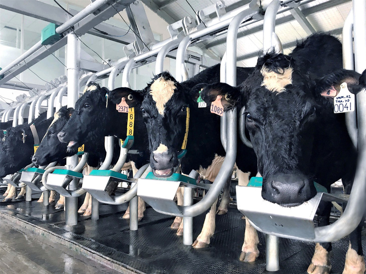 Bước đi của Vinamilk trong 30 năm phát triển ngành chăn nuôi bò sữa - Ảnh 6.