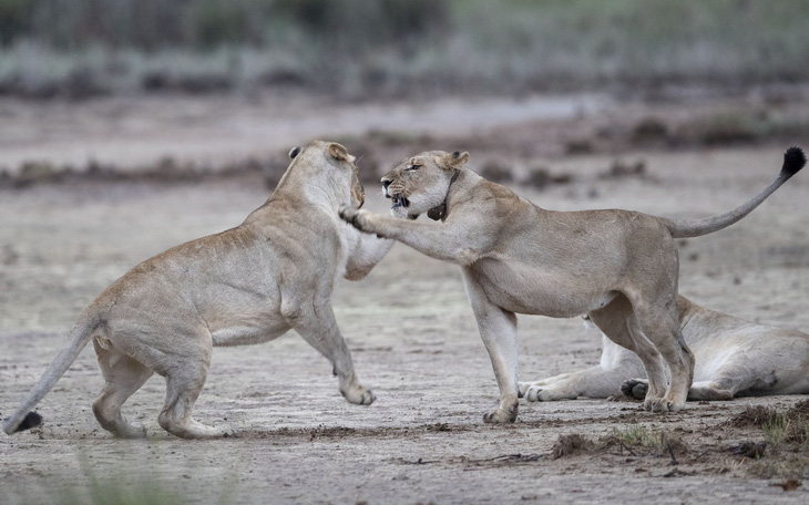 Thót tim ngắm sư tử từ "xe mui trần" ở Nam Phi