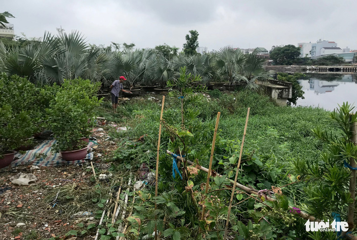 Cho dân trồng tạm cây dọc kênh Tham Lương để ngăn xả rác, tệ nạn - Ảnh 2.