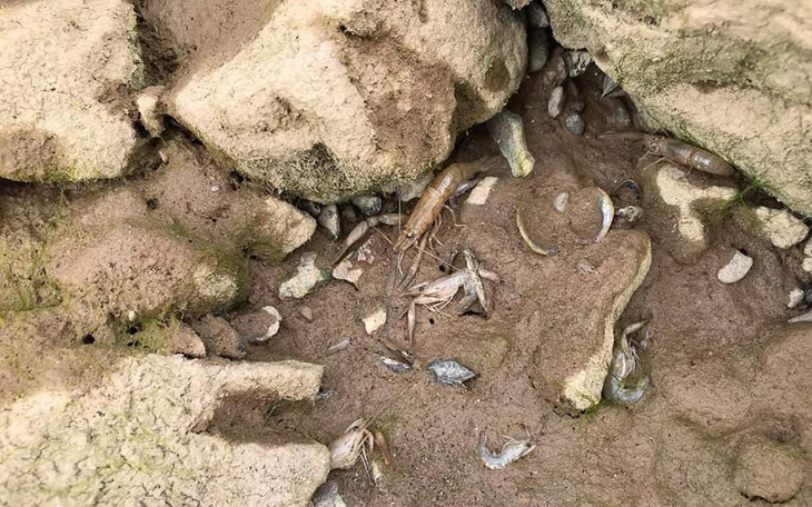 Người Thái sốc khi thấy cá tôm chết dưới đáy sông Mekong khô cạn