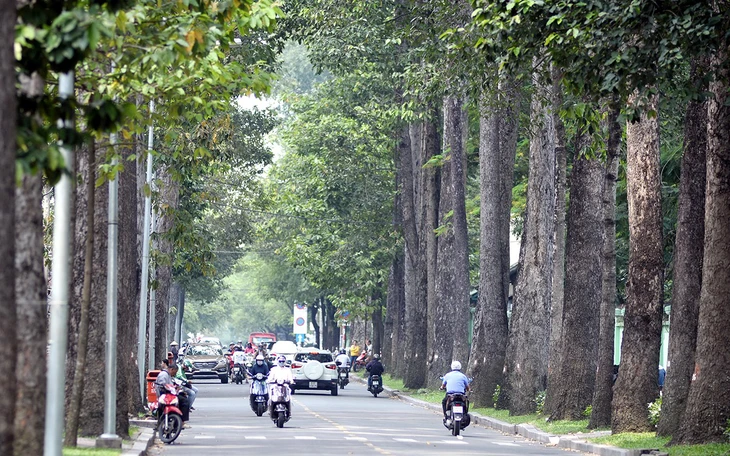 Những loại cây có hoa nào sẽ được trồng ở TP.HCM?  - Ảnh 1.