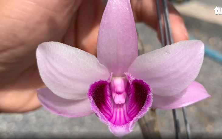 Video: Lạ lẫm cây hoa lan Giả Hạc, vùng Ma Bó có giá 5 tỉ đồng